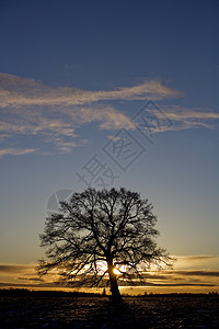 日落的树木自由蓝色太阳天堂日出背光天空乔木橡木背景图片