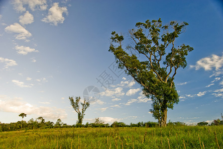 字段中的树树生态砍伐天气孤独气候树干场景农场植物群天空背景