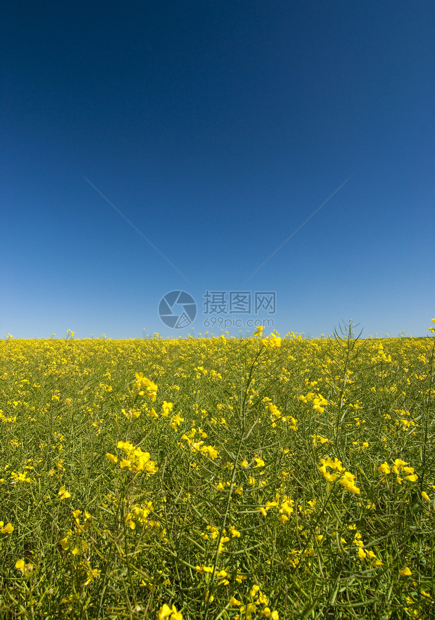 蓝色天空的花朵燃料油菜籽环境生长生物金子农场种子地面阳光图片