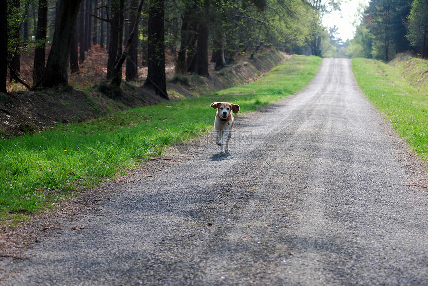等着我小狗犬类猎犬沥青农村小路木头缠绕树木家畜图片