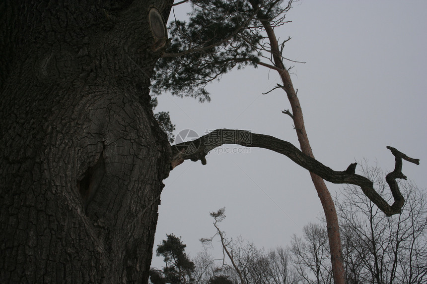 Oak 橡木木头植物森林生态图片