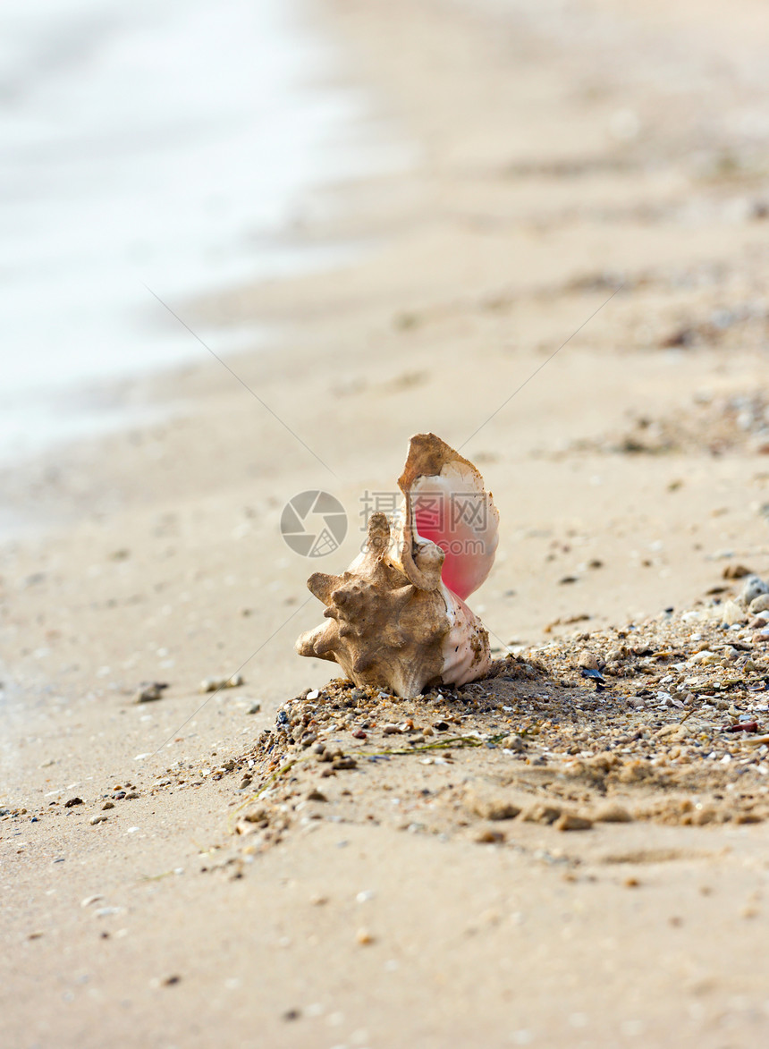 海滩上的海螺贝壳支撑旅行海洋海岸海浪生活假期水平照片图片