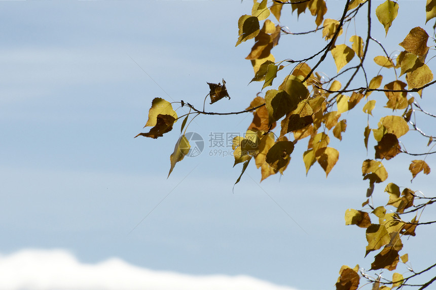秋叶宏观绿色叶子活力蓝色黄色天空森林植物群图片