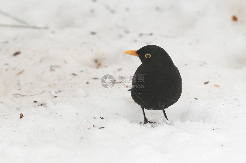 黑鸟在地上用雪喂食苍鹭灰色黑色苍蝇地面图片