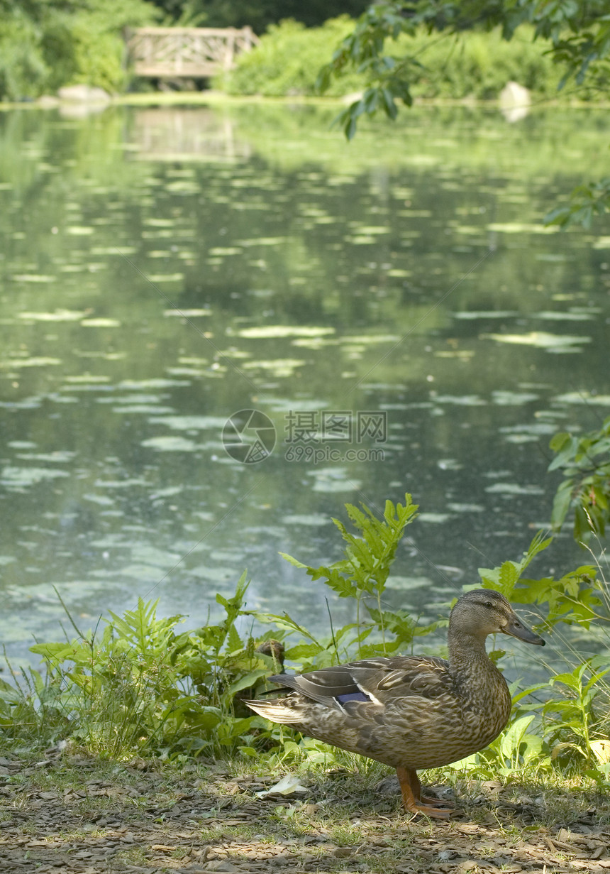 中央公园中的鸭子图片