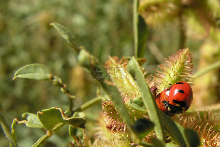 2005年黄石公园外的Ladybugs图片
