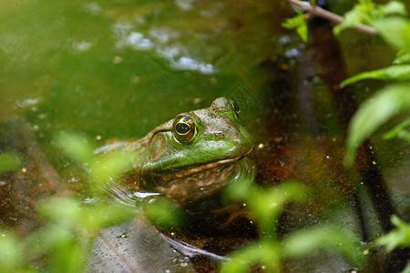 牛蛙科学生物林蛙动物环境青蛙生态生物学宏观公园高清图片