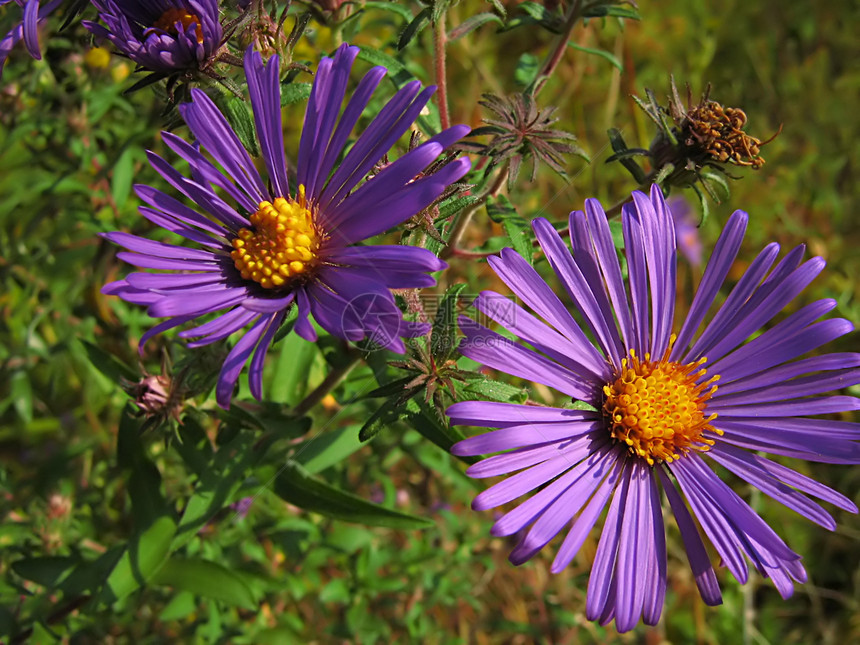 淡紫花野花植物群紫色花粉植物学国家园艺植物绿色季节图片