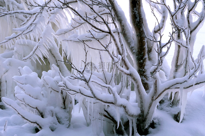 冻结树枝树木太阳磨砂植物寒冷冰柱阳光温度下雪雪花图片