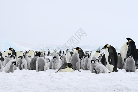 皇帝企鹅前天龙动物冻结野生动物背景图片