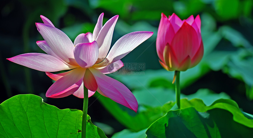 莲花美丽绿色池塘热带叶子粉色图片