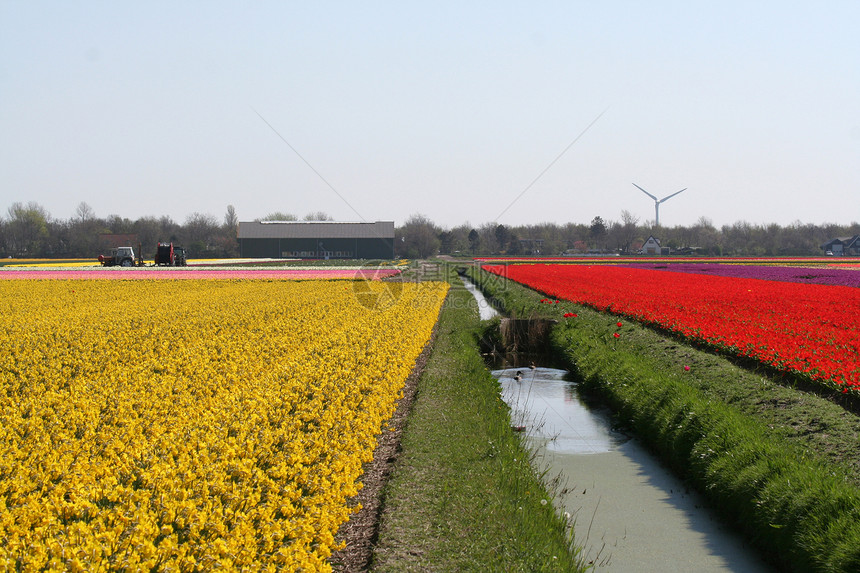荷兰的Bulbfields植物郁金香农场灯泡农业旅游图片