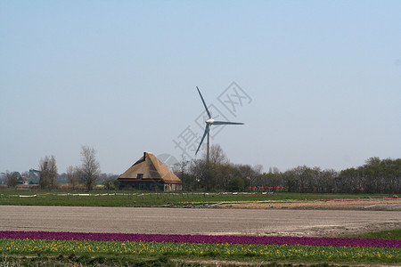 荷兰的Bulbfields旅游灯泡农业植物郁金香农场背景图片