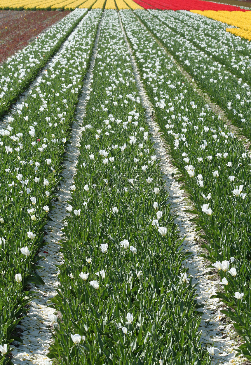 布洛姆博伦维尔登灯泡旅游郁金香植物农业农场图片