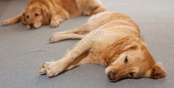 进宫拉布拉多犬跌倒高清图片