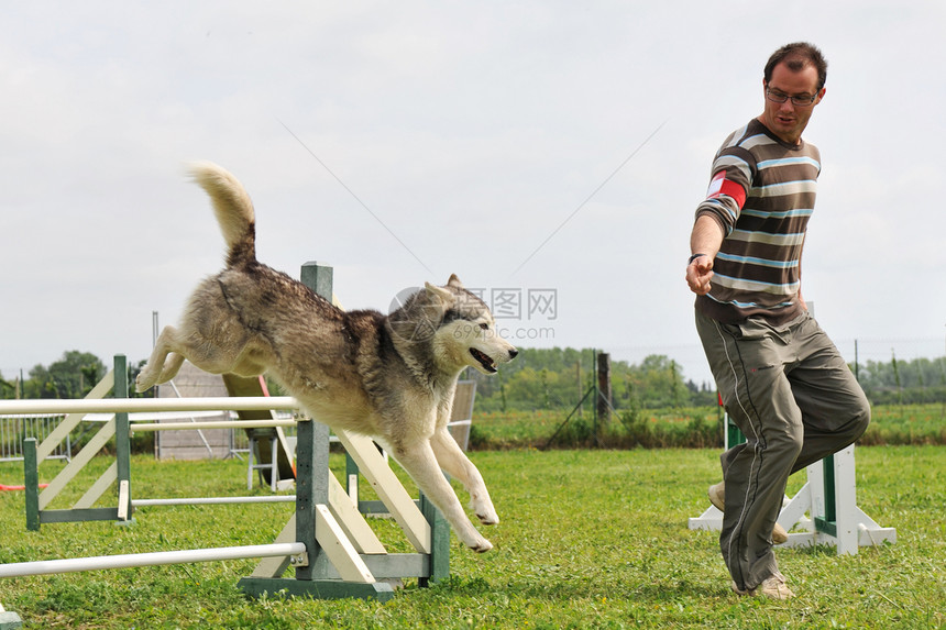 跳跃哈斯基训练运动犬类动物竞赛宠物图片
