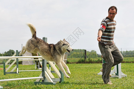 跳跃哈斯基训练运动犬类动物竞赛宠物高清图片