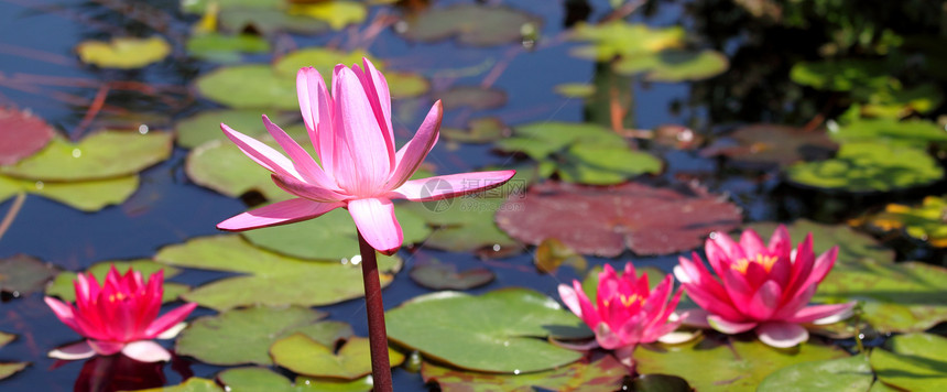 粉红水百合植被异国紫色植物群植物荷花反射宏观情调水池图片