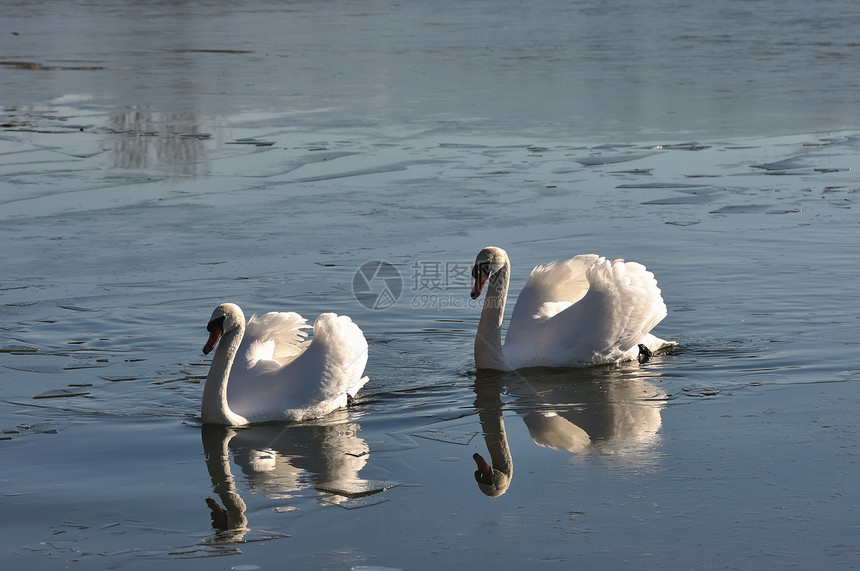 两只可爱的天鹅恋人日光情人野生动物农村池塘羽毛阳光场景鸭子图片