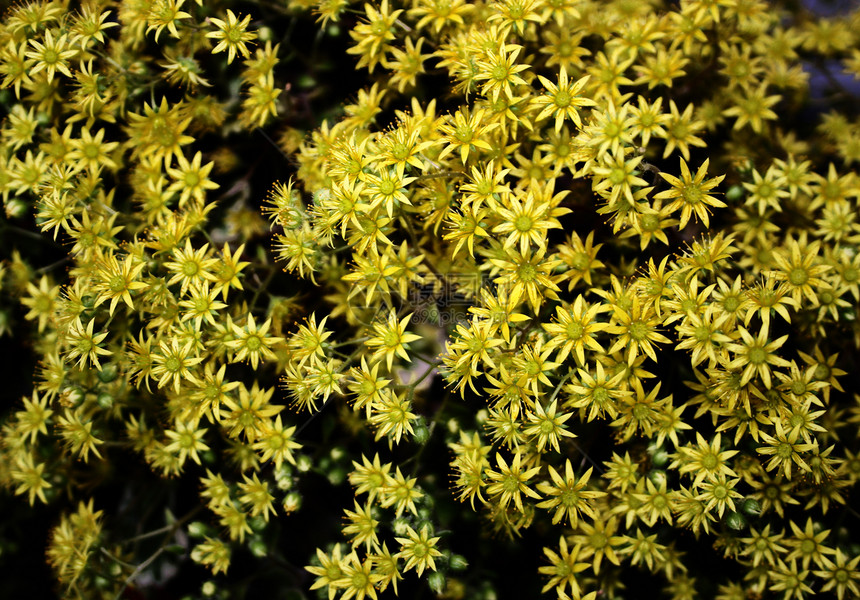 黄色花朵叶子植物群树叶花瓣场地植物学植物园艺花园季节图片