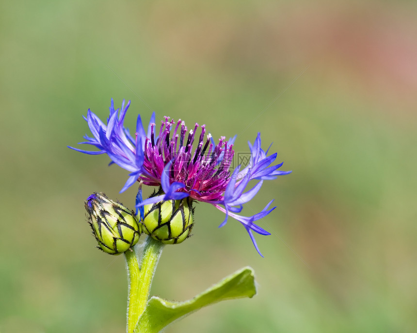 蒙塔纳植物紫色花园学士山地蓝色按钮图片