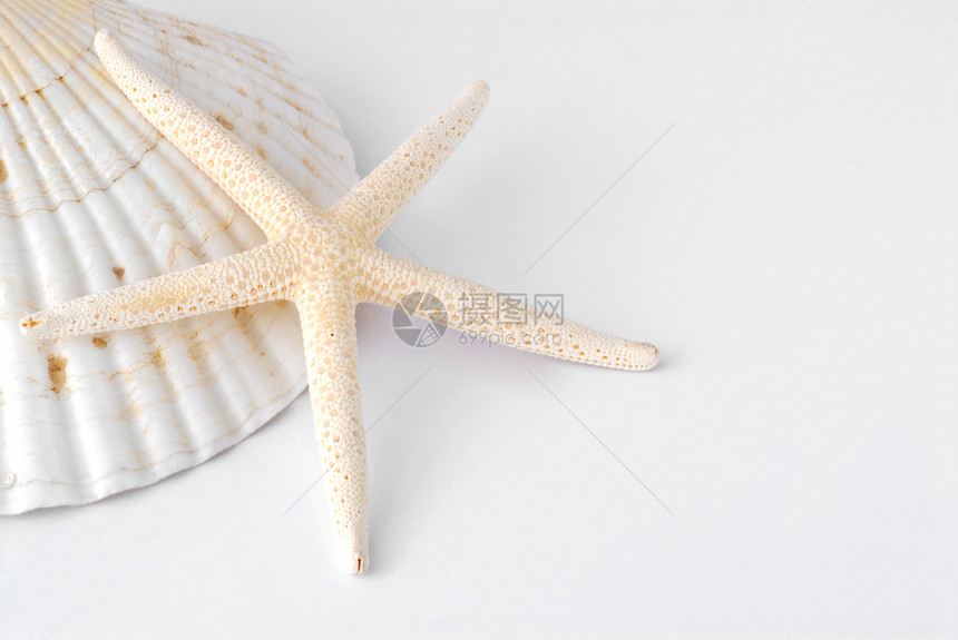 贝壳钓鱼热带假期海滩贝类潜水龙虾海洋海星图片