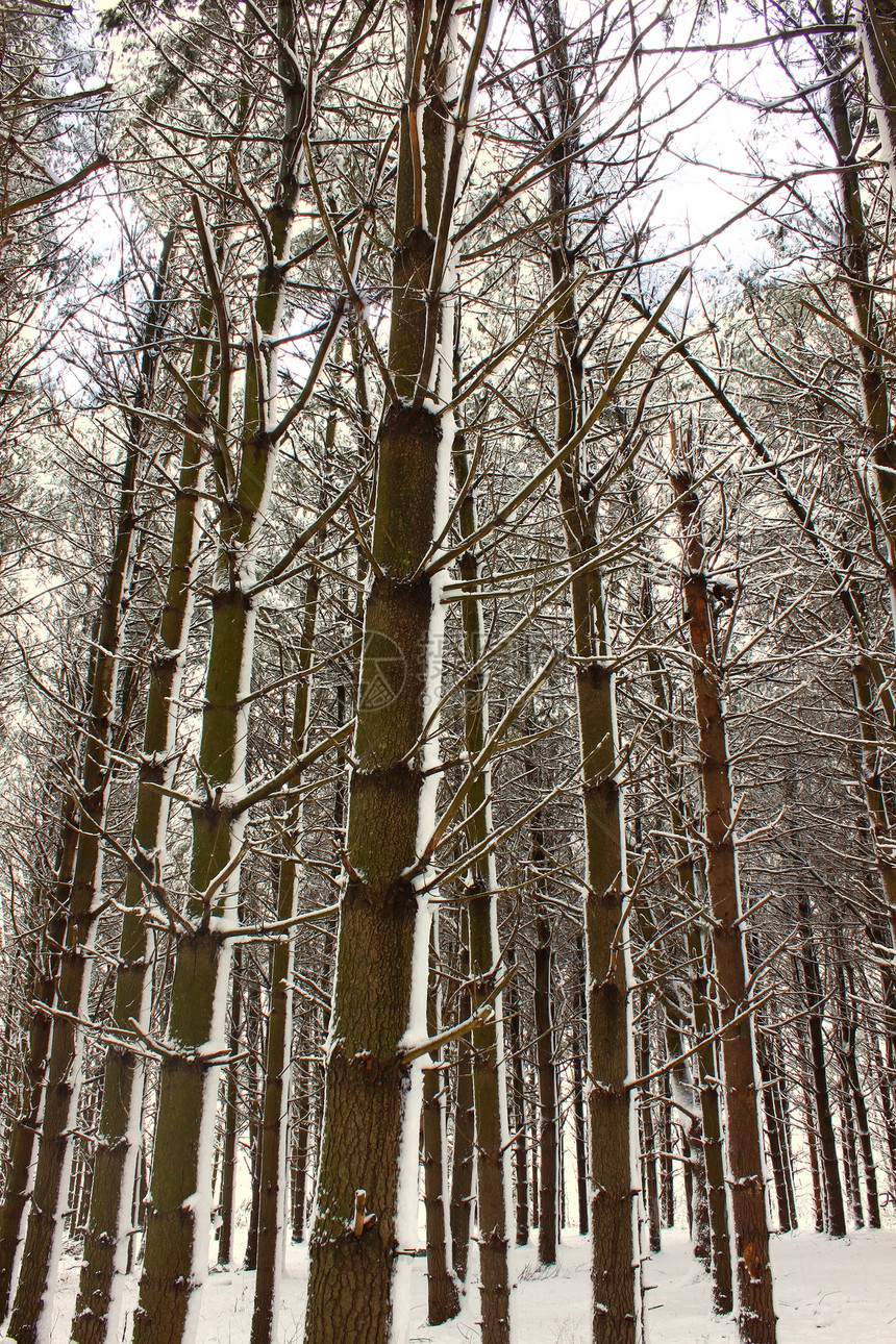 伊利诺伊州新的降雪寒冷植被松树公园树木场景天气环境森林植物群图片
