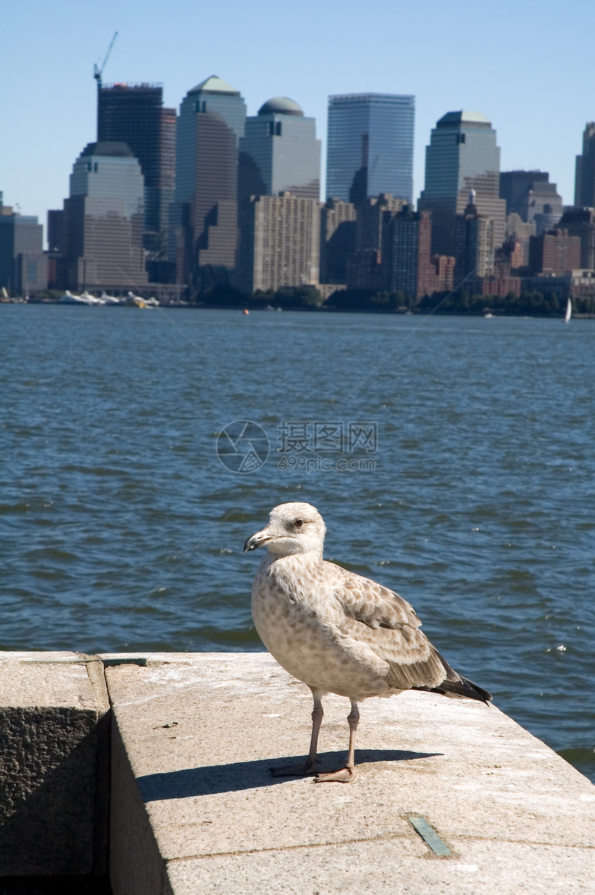 纽约海鸥图片