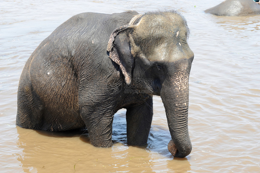 大象在河中洗澡图片