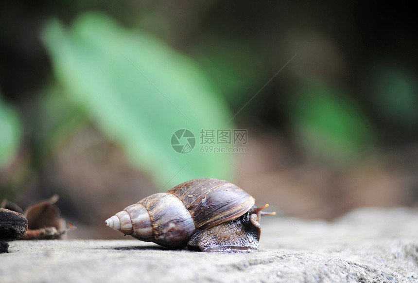 岩石上的螺钉宏观蜗牛草地草本植物鼻涕虫环境螺旋绿色花园白色图片