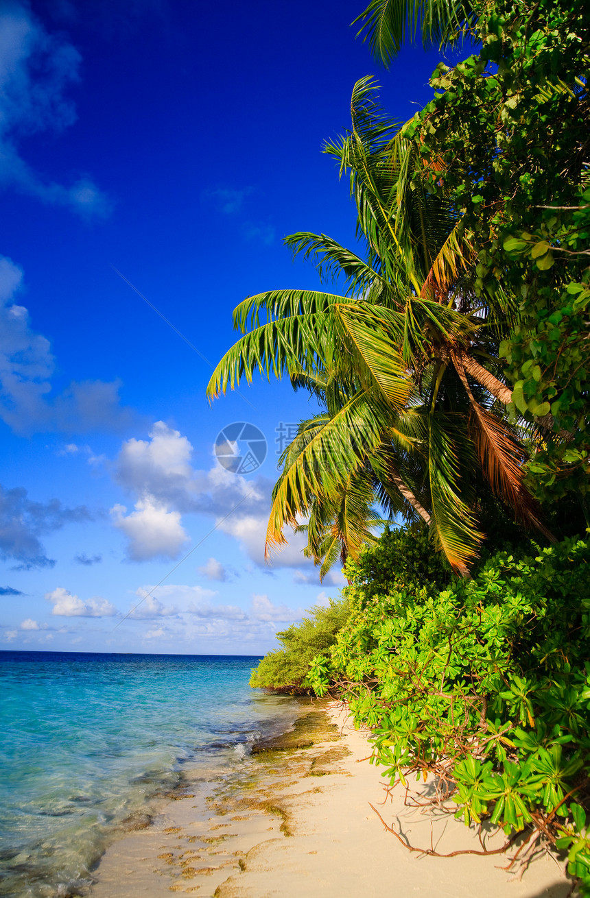 马尔代夫的热带天堂阳光棕榈海景植物海洋地平线旅游游泳气候美丽图片