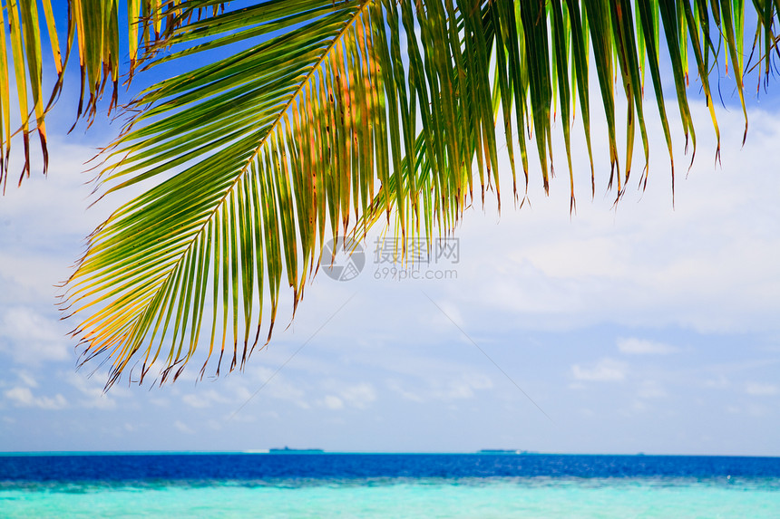 马尔代夫的热带天堂海景美丽游泳游客海浪风景植物旅行蓝色叶子图片