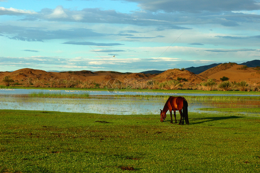 马在草地上天空山脉风景晴天牧场游牧农场高地生态环境图片