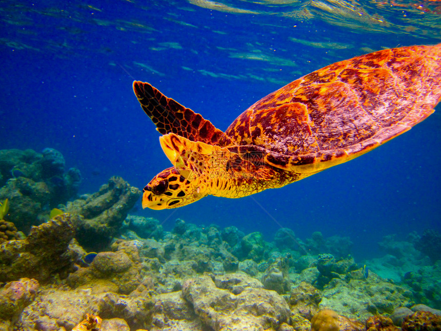 乌龟像飞翔一样游泳热带潜水荒野爬虫濒危野生动物玳瑁气候蓝色阳光图片