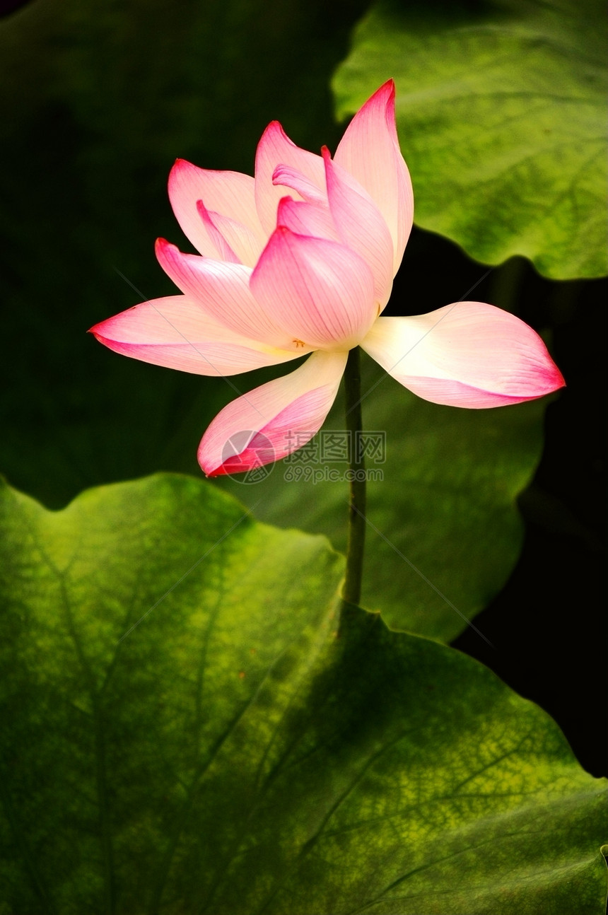 闪亮的莲花树叶季节植物宗教花园池塘叶子荒野环境热带图片