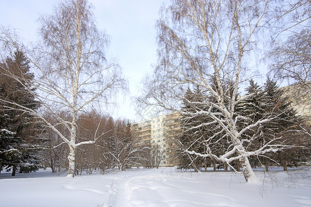 冬季风景黑色公园森林摄影季节白色树木天空背景图片