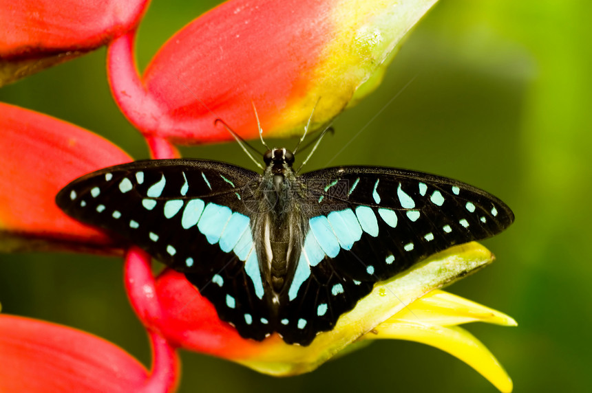 蝴蝶宏观野生动物动物群飞行昆虫天线翅膀花园季节图片