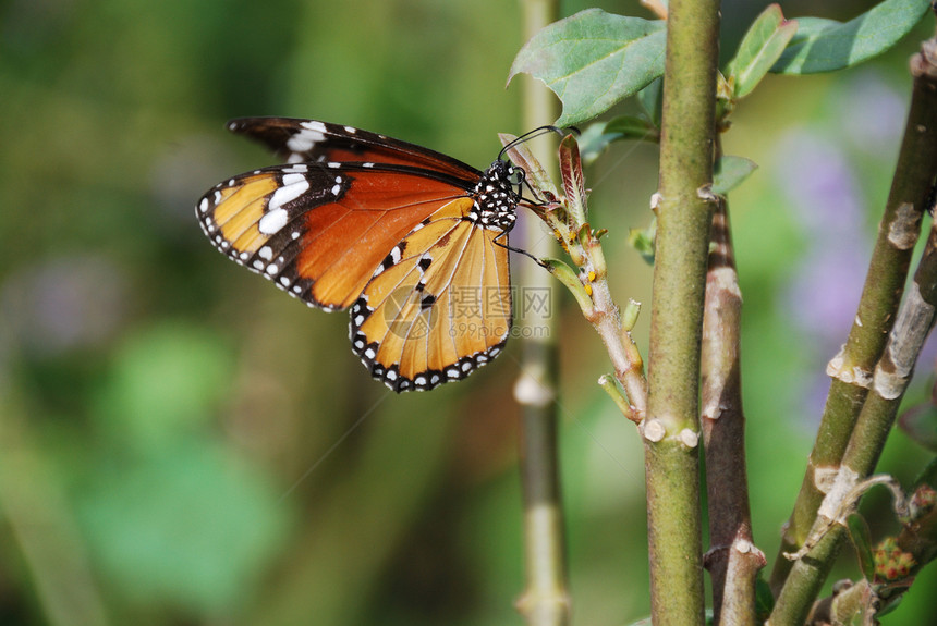 蝴蝶植物黑色园艺脆弱性荒野叶子君主鳞翅目自然野生动物图片