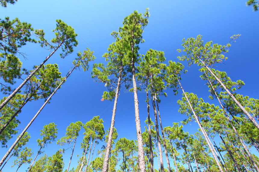 佛罗里达州报复平木长叶园艺生态植被叶子木材植物荒野图片