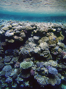 美丽的珊瑚墙背景图片
