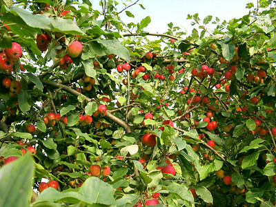 苹果树花园水果高清图片