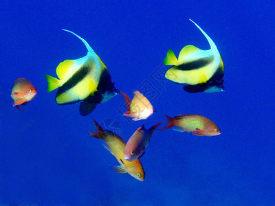 多彩鱼珊瑚背景图片