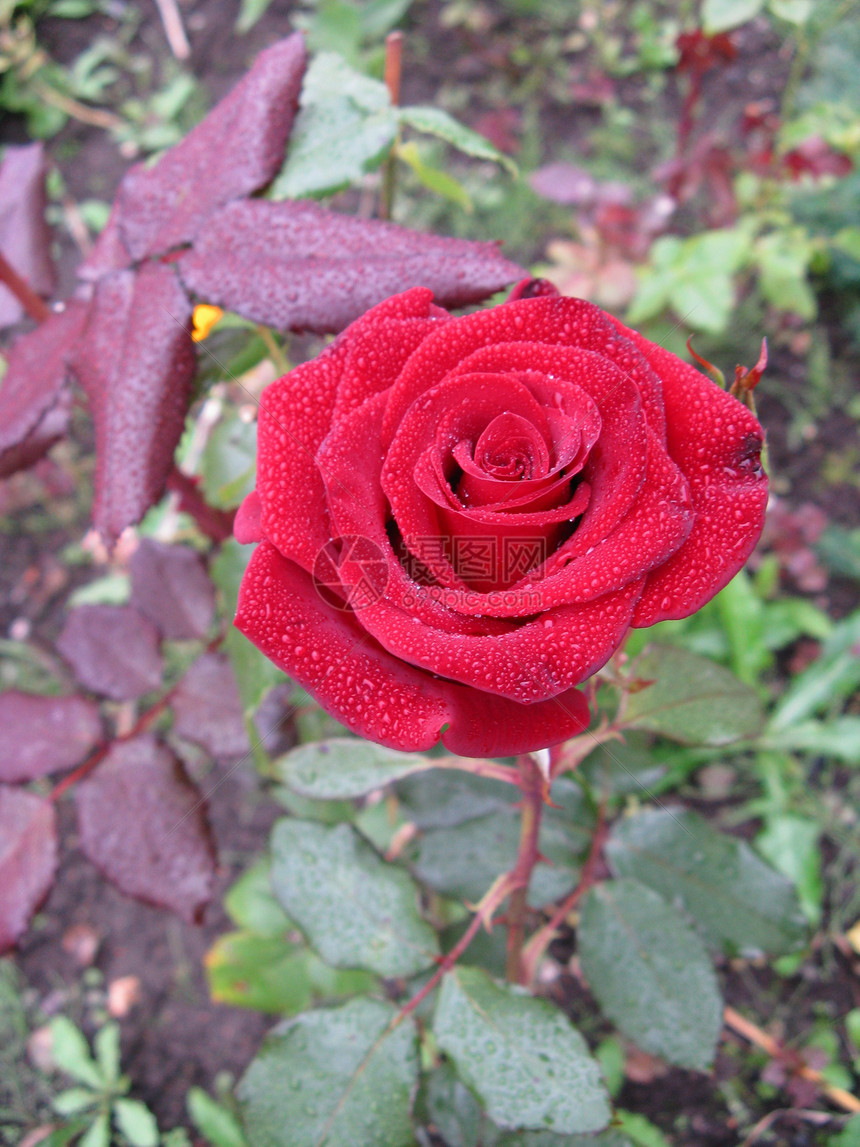 红玫瑰浪漫红色植物花园图片