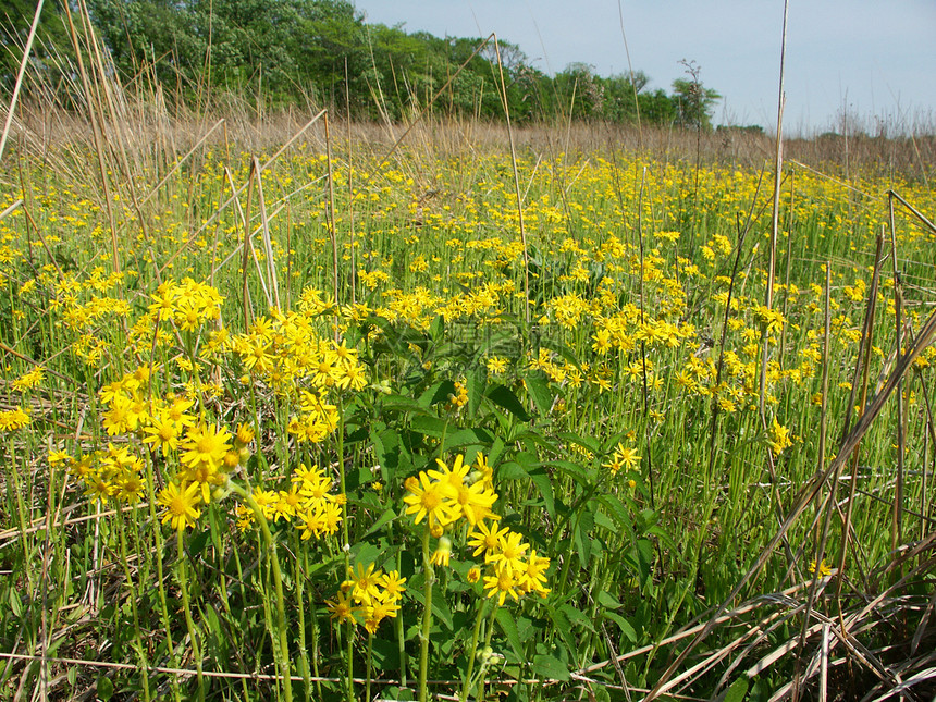伊利诺斯州草原上的野花场景栖息地黄色风景农村土地植物群生态型植物森林图片