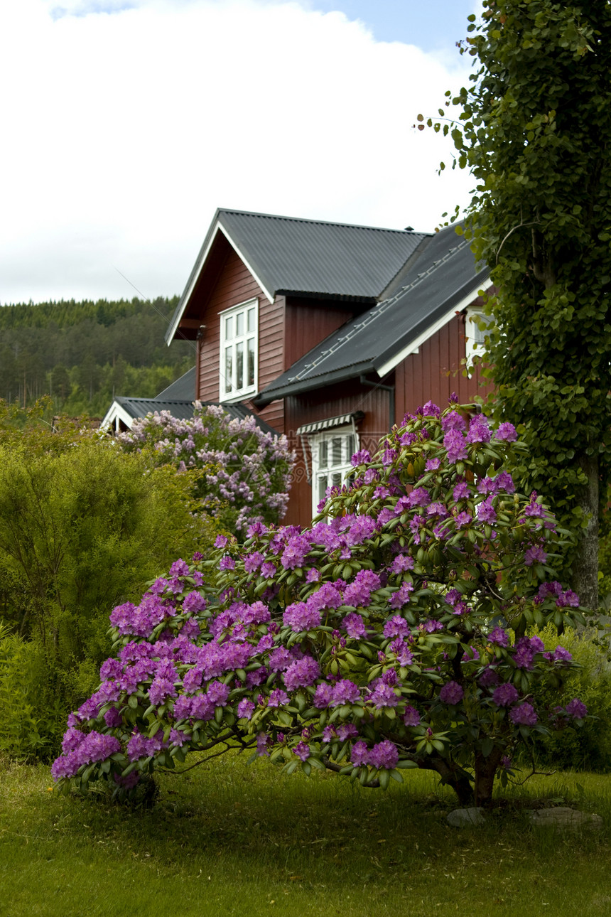 房子和花园木头红色粉色绿色灌木丛衬套图片