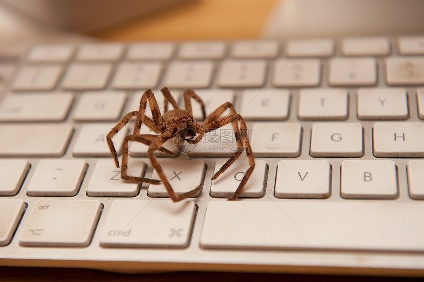 白色键盘上的大棕色蜘蛛图片