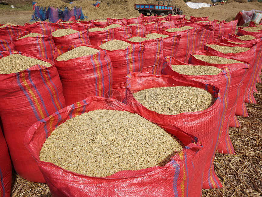 收获季节的一袋大米红色解雇农业农田场地食物农场粮食营养谷物图片
