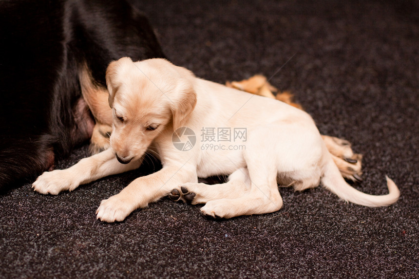 说谎的白菜小狗食肉纺织品宠物猎犬动物地毯黑色白色毛皮头发图片