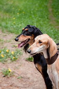 萨鲁基斯动物群绿色黑色棕色食肉猎犬宠物动物高清图片