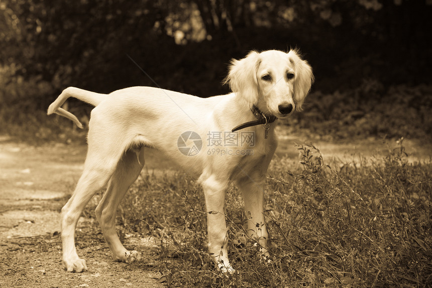 常居猎犬小狗宠物动物棕褐色黑色食肉森林图片